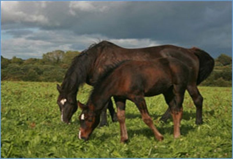 Tom & Eileen'S Farm Hotel Castlemaine Bagian luar foto